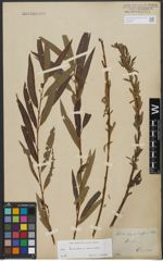 Foto von Salix triandra L. x Salix viminalis L.